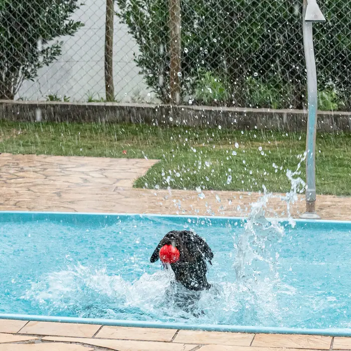 Estrutura do Canil Von Beretta &mdash; foto 14 de 57
