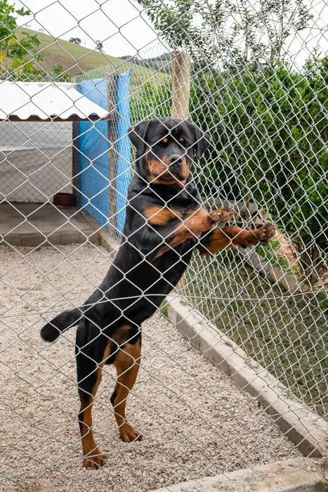 Estrutura do Canil Von Beretta &mdash; foto 52 de 57