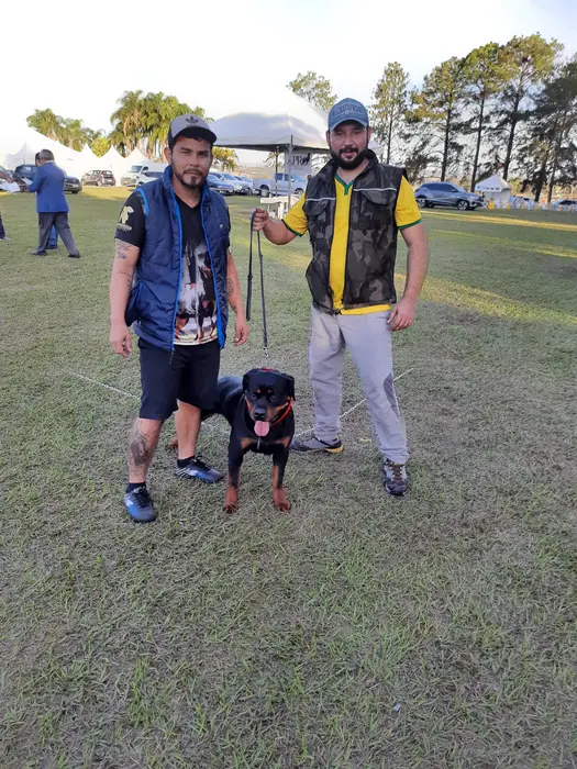 Rottweiler do Canil Von Beretta em exposição &mdash; foto 3 de 34