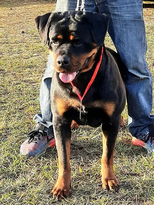 Rottweiler do Canil Von Beretta em exposição &mdash; foto 6 de 34