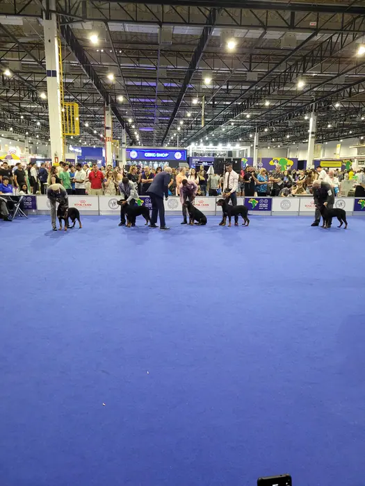 Rottweiler do Canil Von Beretta em exposição &mdash; foto 7 de 34