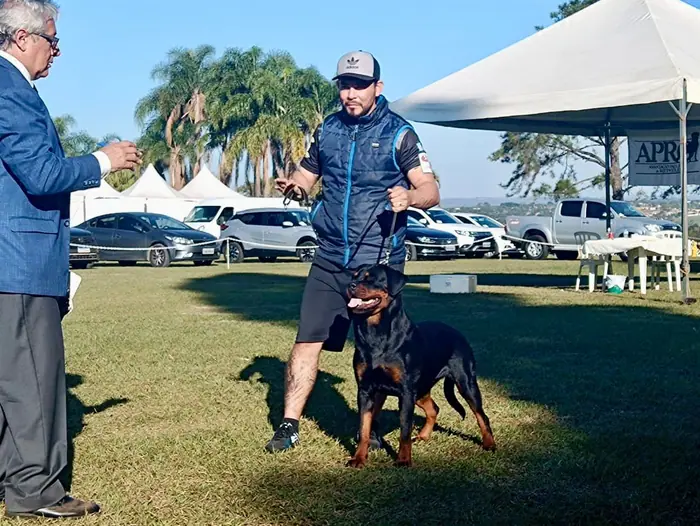 Rottweiler do Canil Von Beretta em exposição &mdash; foto 20 de 34