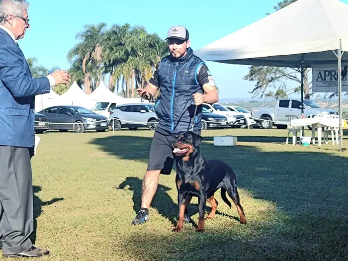 Rottweiler do Canil Von Beretta em exposição &mdash; foto 23 de 34
