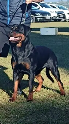 Rottweiler do Canil Von Beretta em exposição &mdash; foto 24 de 34