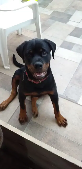 Filhote de Rottweiler do Canil Von Beretta &mdash; foto 1 de 88