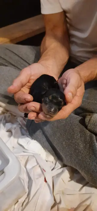 Filhote de Rottweiler do Canil Von Beretta &mdash; foto 2 de 88