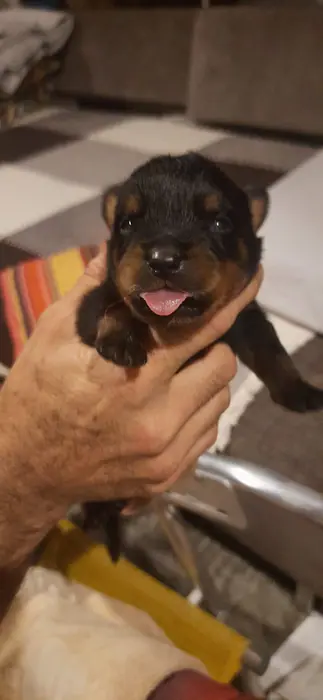 Filhote de Rottweiler do Canil Von Beretta &mdash; foto 6 de 88