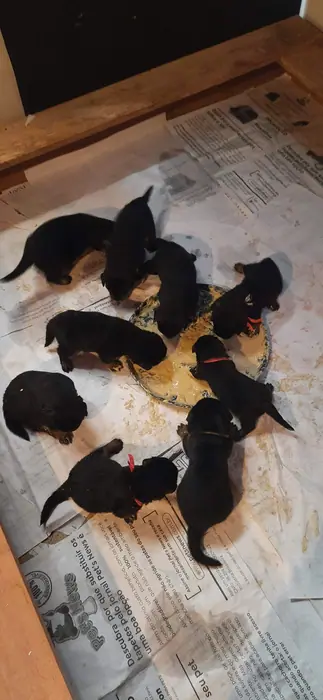 Filhote de Rottweiler do Canil Von Beretta &mdash; foto 7 de 88