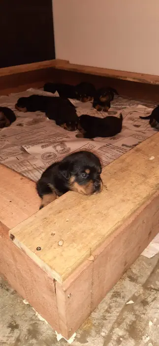 Filhote de Rottweiler do Canil Von Beretta &mdash; foto 8 de 88