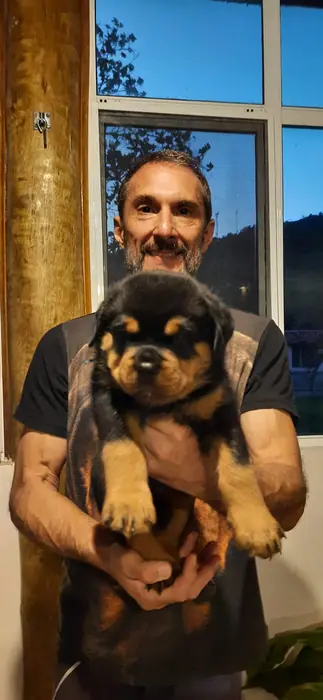 Filhote de Rottweiler do Canil Von Beretta &mdash; foto 11 de 88