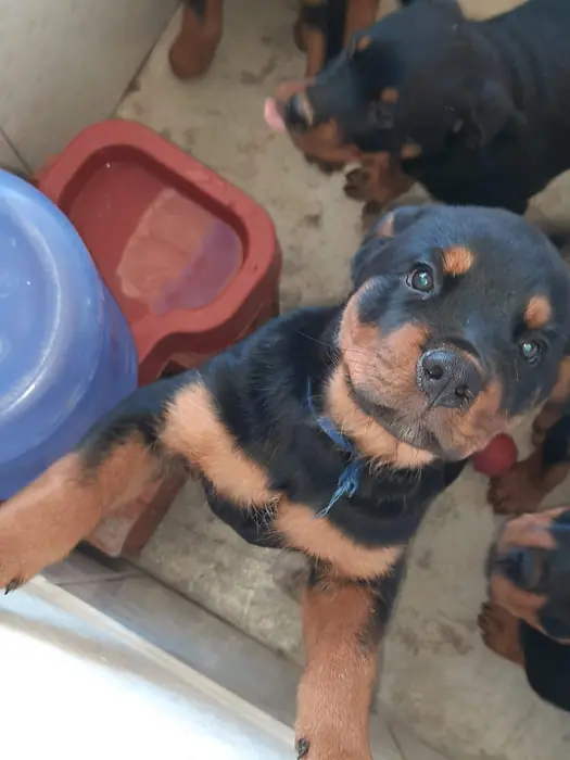 Filhote de Rottweiler do Canil Von Beretta &mdash; foto 13 de 88