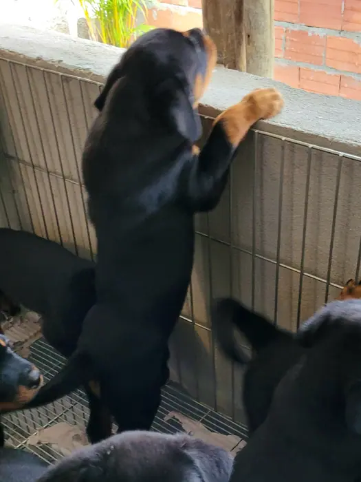 Filhote de Rottweiler do Canil Von Beretta &mdash; foto 20 de 88