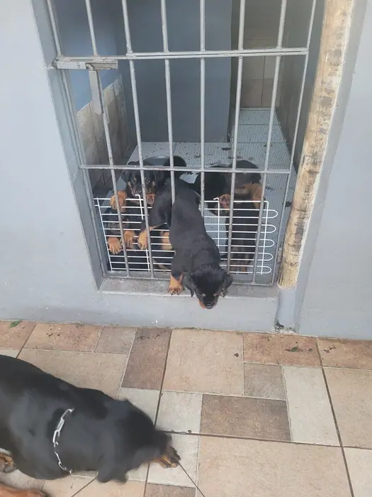 Filhote de Rottweiler do Canil Von Beretta &mdash; foto 26 de 88