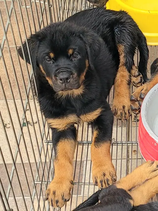 Filhote de Rottweiler do Canil Von Beretta &mdash; foto 27 de 88