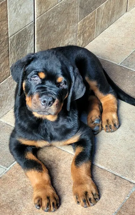 Filhote de Rottweiler do Canil Von Beretta &mdash; foto 28 de 88