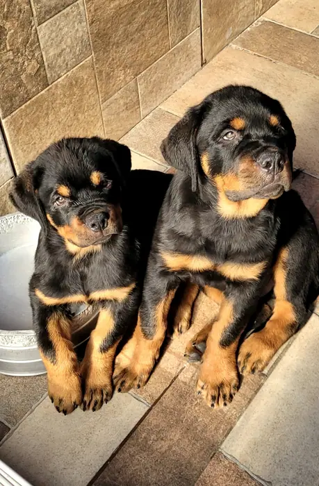 Filhote de Rottweiler do Canil Von Beretta &mdash; foto 29 de 88