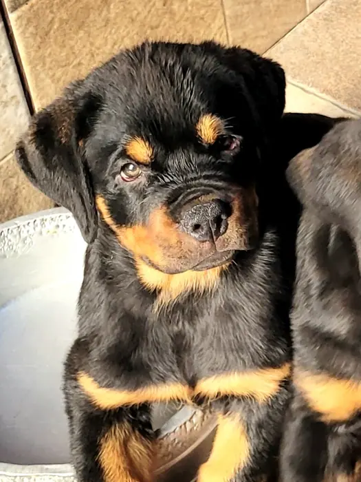 Filhote de Rottweiler do Canil Von Beretta &mdash; foto 30 de 88