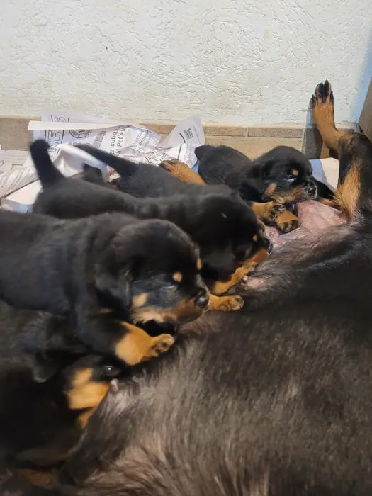 Filhote de Rottweiler do Canil Von Beretta &mdash; foto 31 de 88