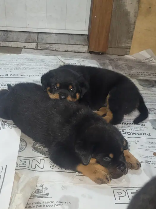 Filhote de Rottweiler do Canil Von Beretta &mdash; foto 32 de 88