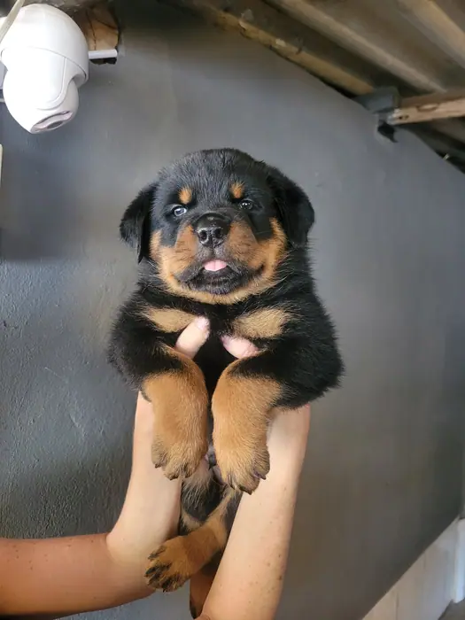 Filhote de Rottweiler do Canil Von Beretta &mdash; foto 33 de 88