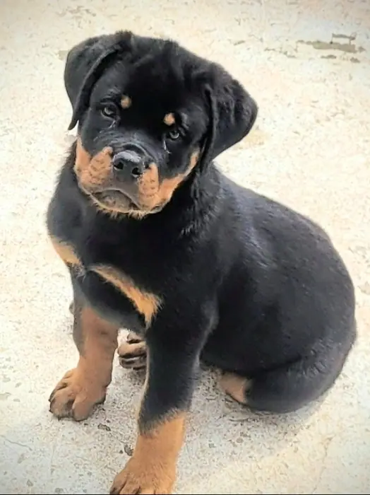 Filhote de Rottweiler do Canil Von Beretta &mdash; foto 34 de 88