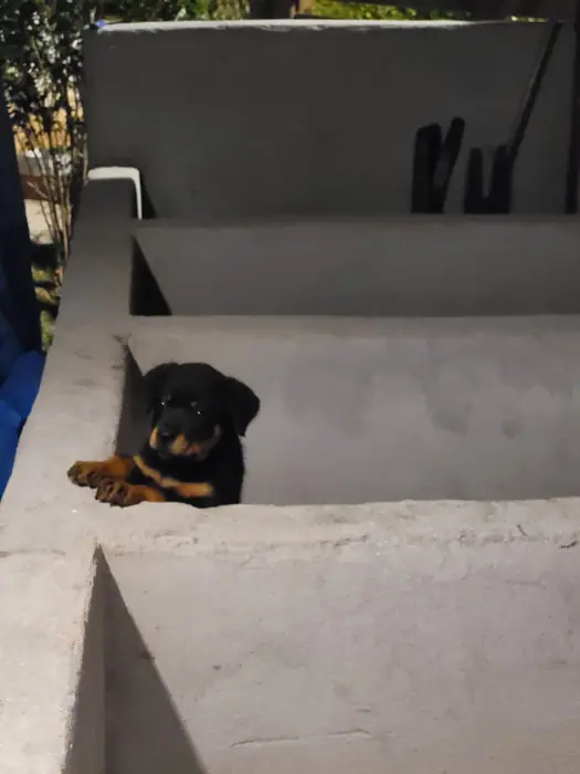 Filhote de Rottweiler do Canil Von Beretta &mdash; foto 37 de 88