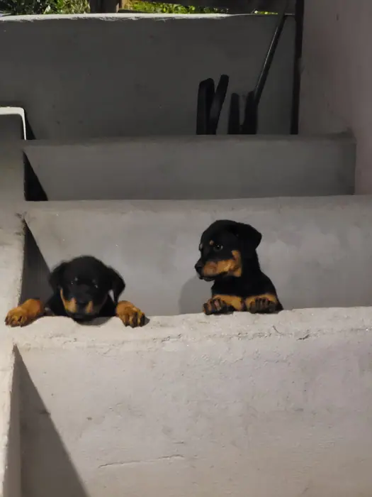 Filhote de Rottweiler do Canil Von Beretta &mdash; foto 38 de 88