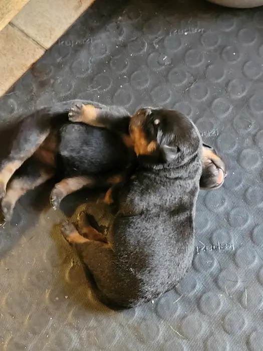 Filhote de Rottweiler do Canil Von Beretta &mdash; foto 40 de 88