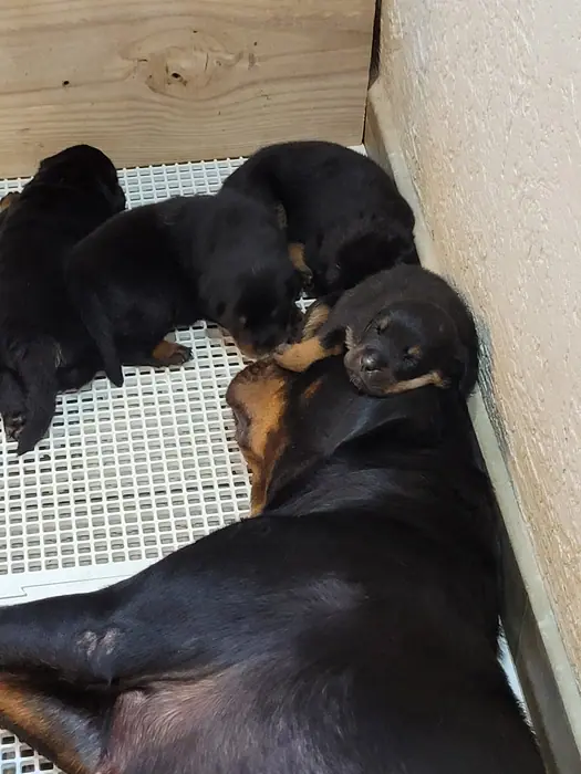 Filhote de Rottweiler do Canil Von Beretta &mdash; foto 41 de 88