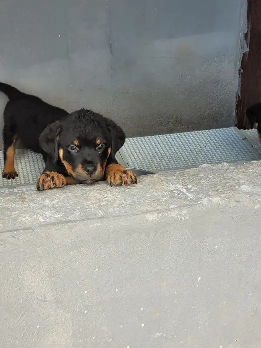 Filhote de Rottweiler do Canil Von Beretta &mdash; foto 42 de 88