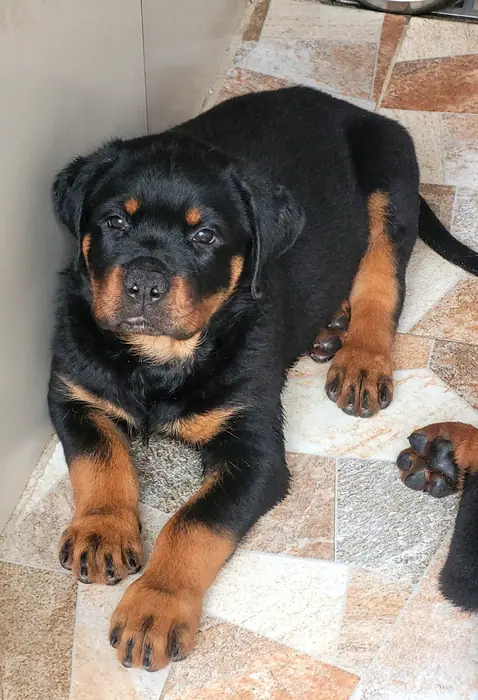 Filhote de Rottweiler do Canil Von Beretta &mdash; foto 48 de 88