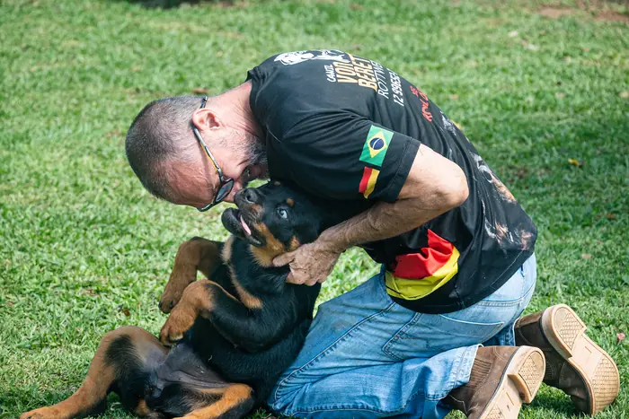 Filhote de Rottweiler do Canil Von Beretta &mdash; foto 49 de 88