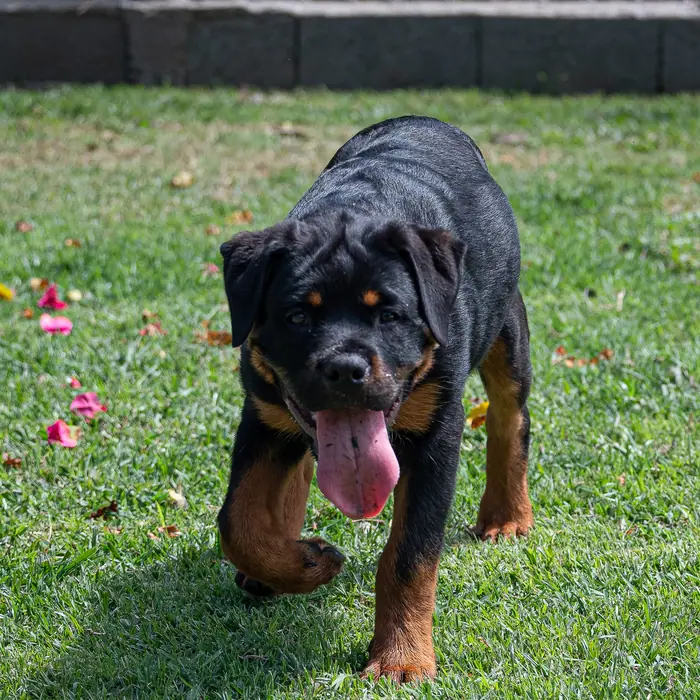 Filhote de Rottweiler do Canil Von Beretta &mdash; foto 52 de 88
