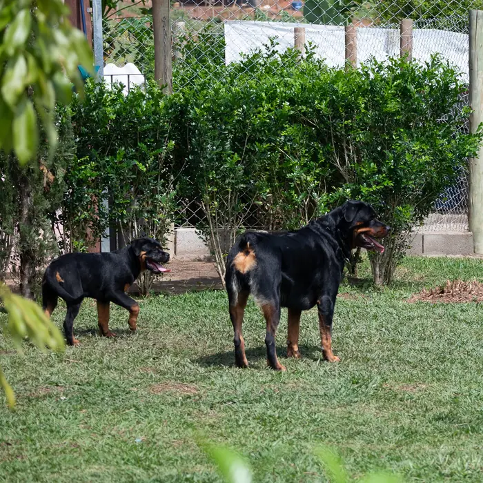 Filhote de Rottweiler do Canil Von Beretta &mdash; foto 53 de 88
