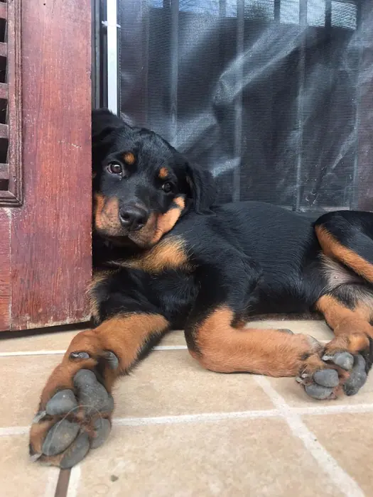 Filhote de Rottweiler do Canil Von Beretta &mdash; foto 54 de 88