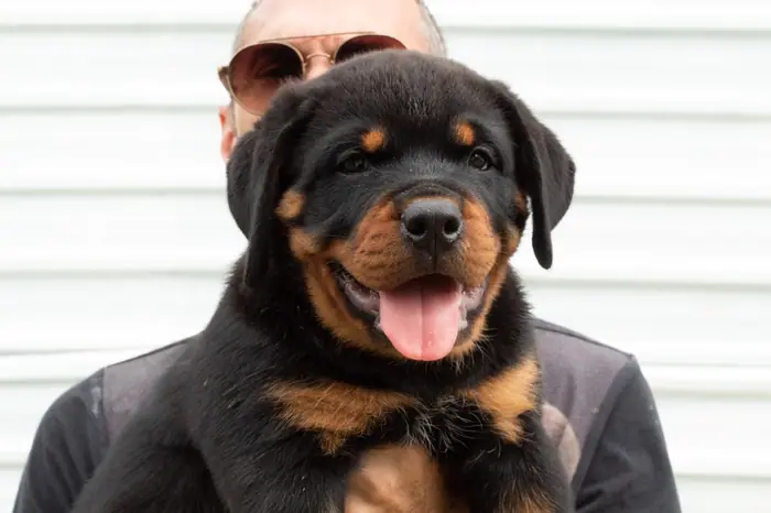 Filhote de Rottweiler do Canil Von Beretta &mdash; foto 57 de 88