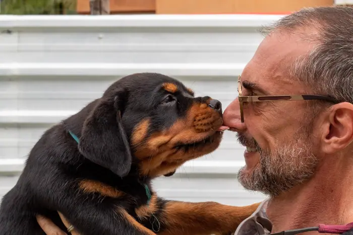 Filhote de Rottweiler do Canil Von Beretta &mdash; foto 59 de 88