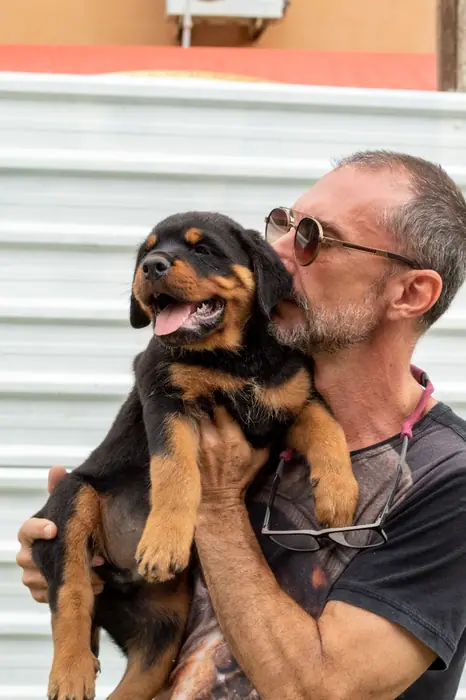 Filhote de Rottweiler do Canil Von Beretta &mdash; foto 60 de 88