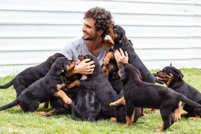 Filhote de Rottweiler do Canil Von Beretta &mdash; foto 61 de 88