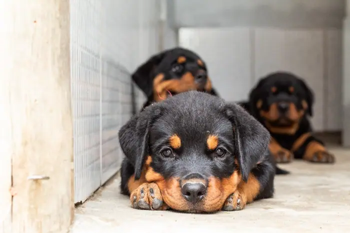 Filhote de Rottweiler do Canil Von Beretta &mdash; foto 63 de 88