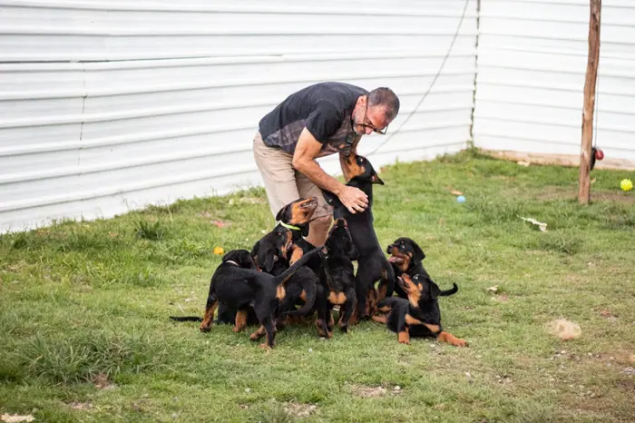 Filhote de Rottweiler do Canil Von Beretta &mdash; foto 65 de 88