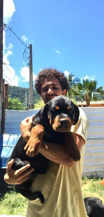 Filhote de Rottweiler do Canil Von Beretta &mdash; foto 68 de 88