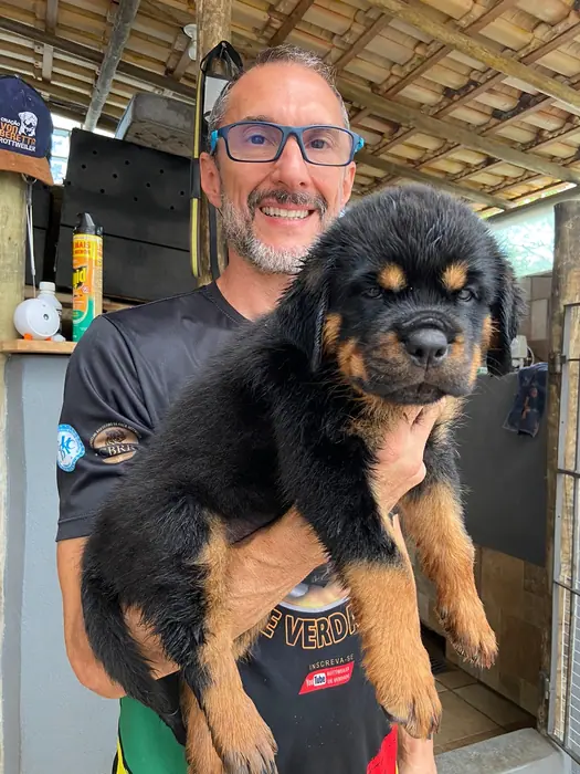 Filhote de Rottweiler do Canil Von Beretta &mdash; foto 69 de 88