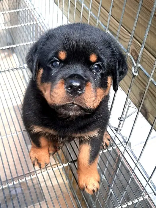 Filhote de Rottweiler do Canil Von Beretta &mdash; foto 70 de 88