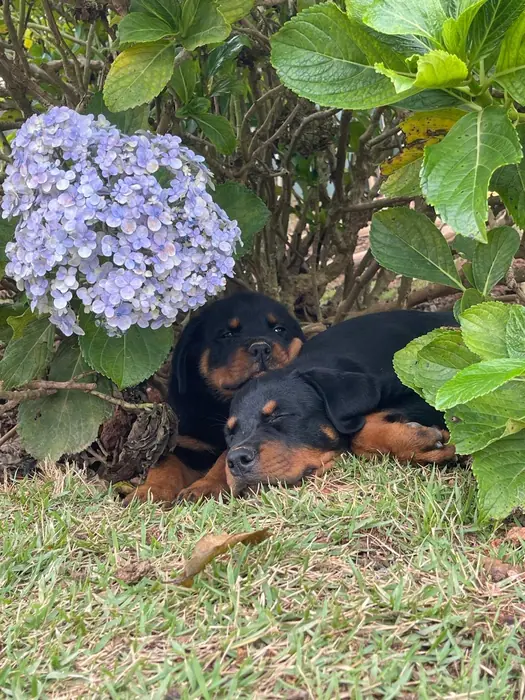 Filhote de Rottweiler do Canil Von Beretta &mdash; foto 74 de 88