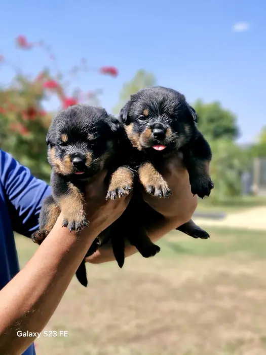 Filhote de Rottweiler do Canil Von Beretta &mdash; foto 75 de 88