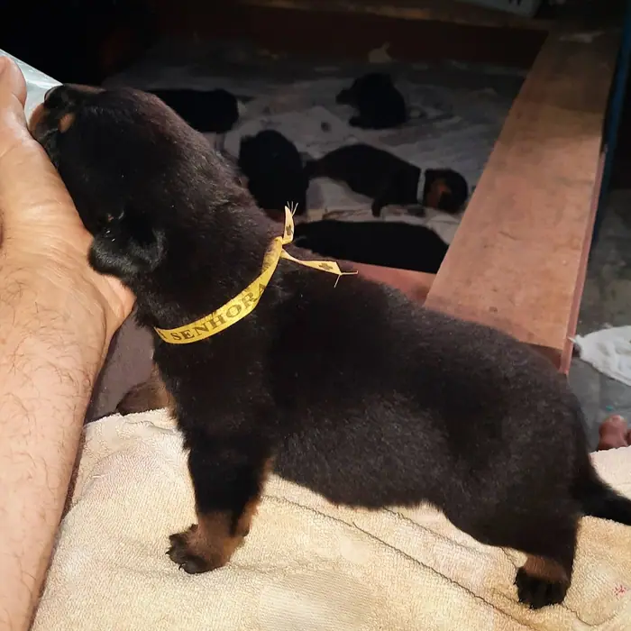 Filhote de Rottweiler do Canil Von Beretta &mdash; foto 77 de 88