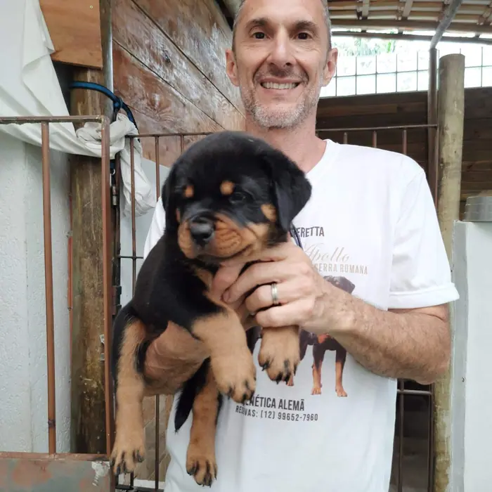 Filhote de Rottweiler do Canil Von Beretta &mdash; foto 79 de 88