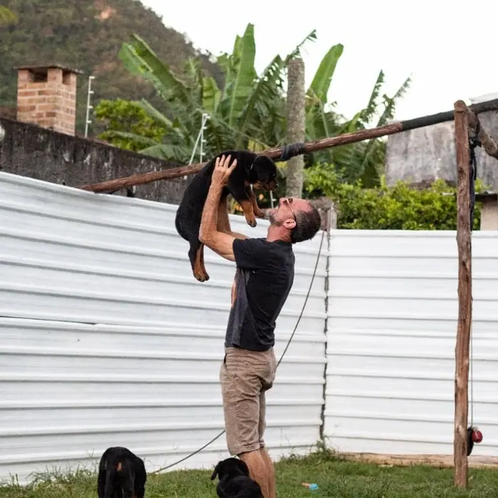 Filhote de Rottweiler do Canil Von Beretta &mdash; foto 81 de 88