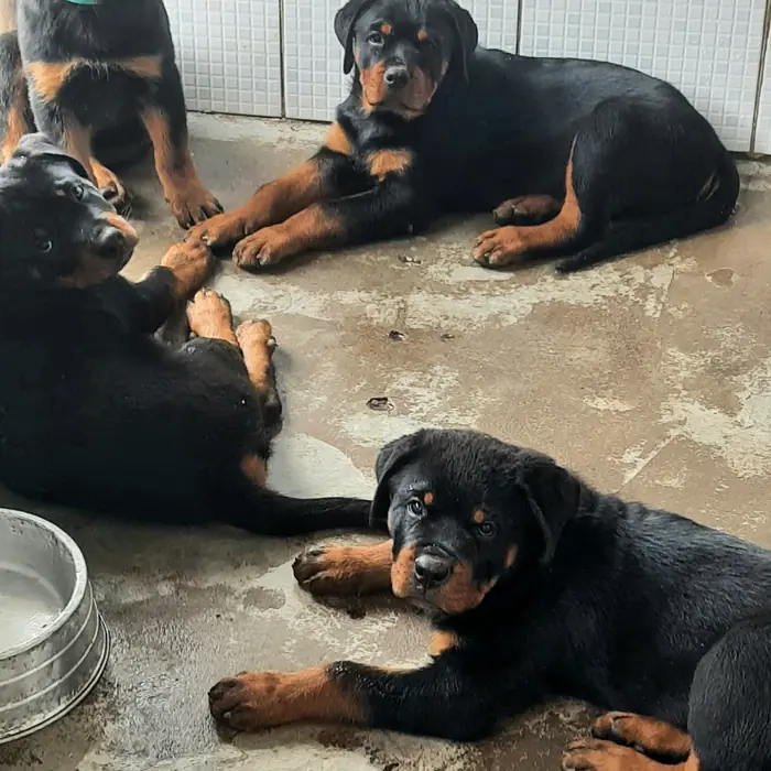 Filhote de Rottweiler do Canil Von Beretta &mdash; foto 83 de 88